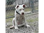 Adopt Casper a Mixed Breed