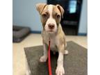 Adopt Hannibal a Mixed Breed