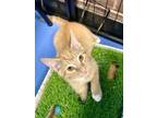Adopt Cheeto a Domestic Short Hair