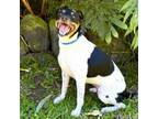 Adopt Jasper a Jack Russell Terrier