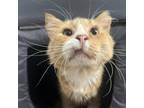Adopt Willie a Domestic Long Hair
