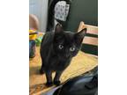Adopt Cyborg a Domestic Short Hair