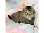Adopt Mystery a Domestic Long Hair
