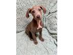 Adopt Boston Cream a Weimaraner, Mixed Breed