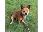 Adopt Shanobi a Corgi, Shiba Inu