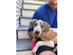 Adopt Jelly a Weimaraner, Mixed Breed