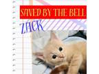 Adopt Zack a Domestic Short Hair