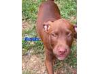 Adopt Banks a Labrador Retriever