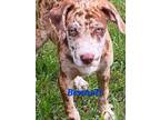Adopt Bennett a Labrador Retriever