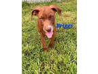 Adopt Briggs a Labrador Retriever