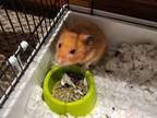 Adopt Fluffy a Hamster