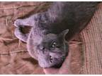Adopt Blue a Domestic Short Hair