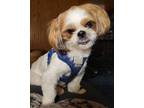 Adopt King a Shih Tzu