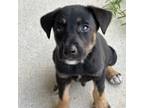 Adopt Rocky a Rottweiler