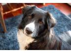 Adopt Aiko a Border Collie, Great Pyrenees