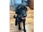 Adopt Toby a Labrador Retriever, Mixed Breed