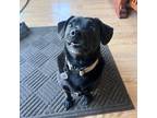 Dog for adoption - Charlie, a Dachshund & Black Labrador Retriever Mix