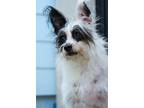 Dog for adoption - Lucy, a Rat Terrier Mix