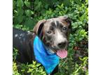 Dog for adoption - Lemo JuM, a Black Labrador Retriever