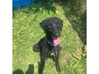 Dog for adoption - Paris, a Poodle