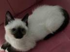 SOLD Purrfect Ragdolls And Ragamese Kitten