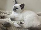 SOLD Purrfect Ragdolls And Ragamese