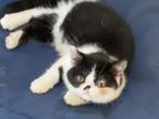 Jagger Exotic Shorthair