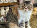 Smooch Exotic Shorthair
