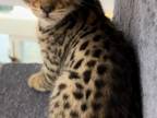 F2 Savannah Kittens