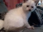 Only One Siamese Hybrid Female Left At Craven Blue