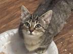 MUNCHKIN Rug Rugger Tabby Female