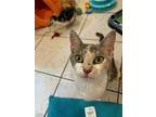 Simone Biles (olympic Kittens Mom), Domestic Shorthair For Adoption In