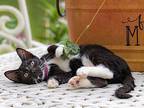 Kitten Carter, Domestic Shorthair For Adoption In Franklin, Tennessee