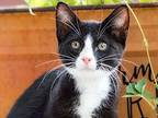 Kitten Derek, Domestic Shorthair For Adoption In Franklin, Tennessee