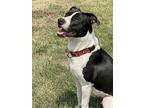 Champ, American Pit Bull Terrier For Adoption In Twin Falls, Idaho