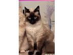 Sassy, Siamese For Adoption In North Hollywood, California