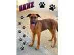 Hanz, Doberman Pinscher For Adoption In Riverside, California