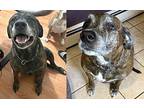 Xp Harley & Logan (bonded Pair) - Clifton, Nj, Golden Retriever For Adoption In