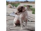 Manchito, Border Terrier For Adoption In Inglewood, California
