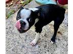 Lilo (tony) Marco-3813sc, Boston Terrier For Adoption In Maryville, Tennessee
