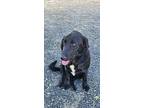Bailey, Labrador Retriever For Adoption In Oakdale, California