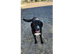 Charlie, Labrador Retriever For Adoption In Oakdale, California