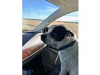 Mercury, American Pit Bull Terrier For Adoption In Okmulgee, Oklahoma