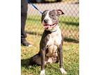 Fiona, American Pit Bull Terrier For Adoption In Okmulgee, Oklahoma