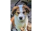 Gus, Border Terrier For Adoption In Millersview, Texas