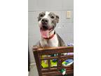 Diamond, American Pit Bull Terrier For Adoption In Lafayette, Indiana