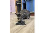 Azura, Domestic Shorthair For Adoption In Cortland, New York