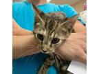 Adopt Deshka a Domestic Short Hair