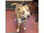 Adopt Cali a Pit Bull Terrier