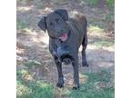 Adopt Ruby a Black Labrador Retriever